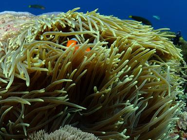 BLUE CORNER DIVE | FREEDIVING | CONSERVATION - NUSA LEMBONGAN