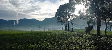 MALABAR TEA AND COFFE