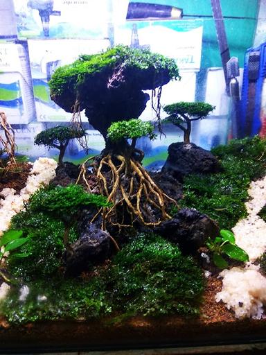 ABUY AQUASCAPE