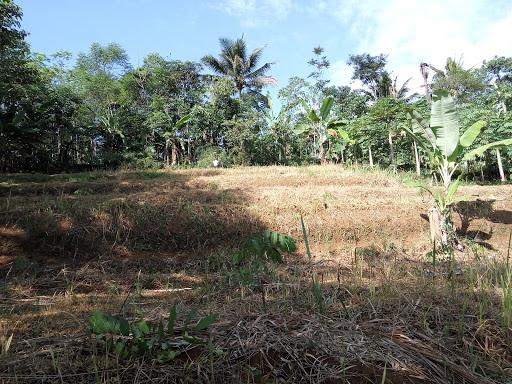 KEBUN KELENGKENG PARUNG KUDA