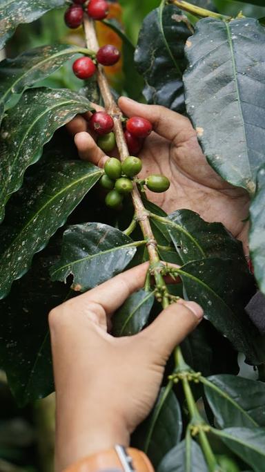 MAYUNGAN COFFEE FIELD