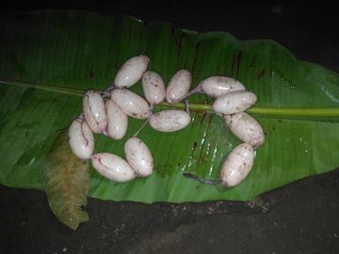 BASO & MIE AYAM MANG DALI