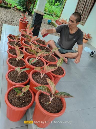 BUBUR DALIM ID