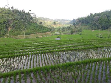 WARUNG KOPI TANJAKAN BOHONG