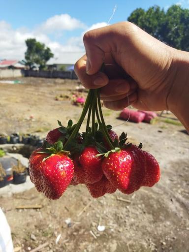 JOGLO SEMBALUN CERIA