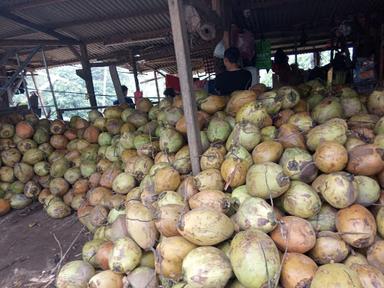 TIMBUL JAYA MULYA ES KELAPA MUDA