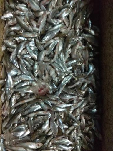 DEPOT IKAN LAUT MAS BUDI