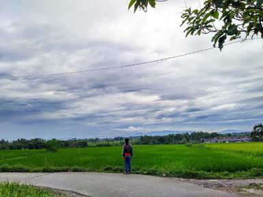 BUNGO TANJUNG