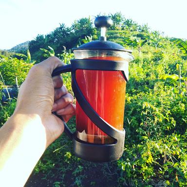 KEBUN KOPI ARABIKA LOMBOK