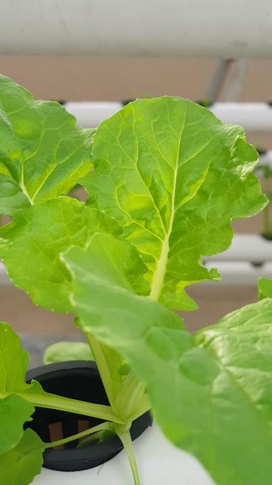 HIDROPONIK SAYUR  GOOD VEGGIE  SMART HYDROPONIC GARDEN