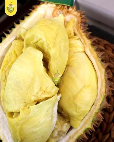 DUREN KENJI - MONTONG & MUSANG KING