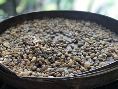 LUWAK COFFEE AGRO ALAS HARUM BALI