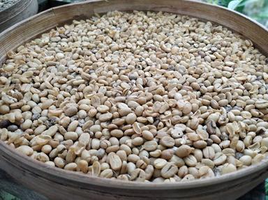 LUWAK COFFEE AGRO ALAS HARUM BALI