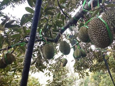 RUMAH DURIAN PAK HUDA