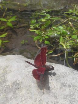 Photo's Wisata Alam Curug Nangka