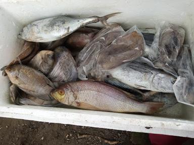 WARUNG IKAN BAKAR MIMIH OOS