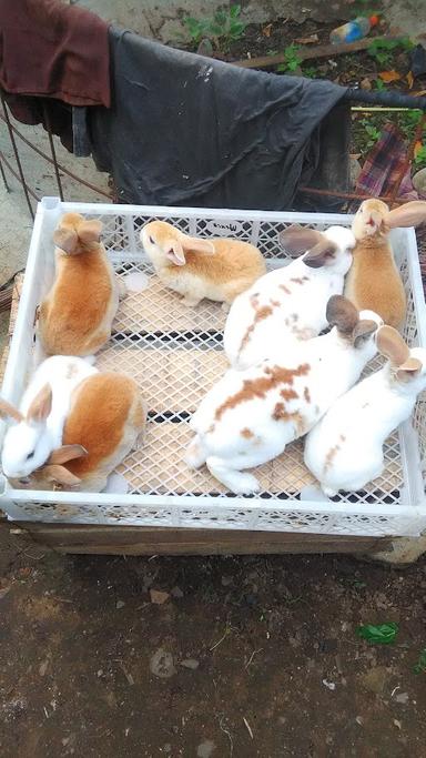 BAKSO FELINOS