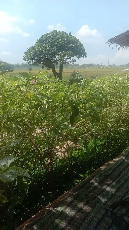 Soto Sawah Mbak Tutik review