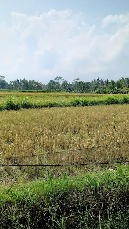 Kampung Kuliner Bolinggo review